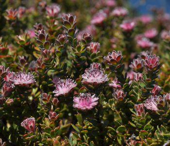 Diastella divaricata subsp. divaricata in habitat near Cape Point (Alice Notten)