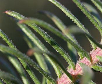 Glandular upper leaf surface of Macowania revoluta  (Nicola Bergh)