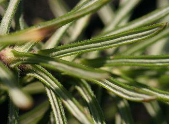 Lower leaf surface of Macowania revoluta  (Nicola Bergh)