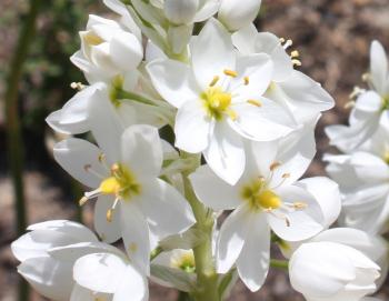 Ornithogalum conicum (Graham Duncan)