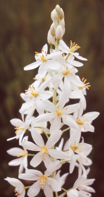 Ornithogalum conicum, inflorescence (Graham Duncan)