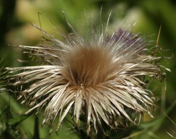 Cirsium vulgare capitulum in a dry state.