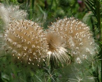 Clusters of Cirsium vulgare pappus and seeds.