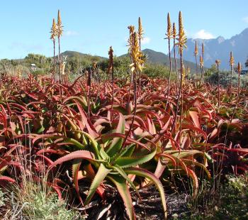 Aloe vanbalenii | PlantZAfrica