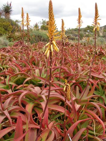 Aloe vanbalenii | PlantZAfrica