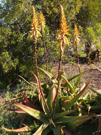 Aloe vanbalenii | PlantZAfrica