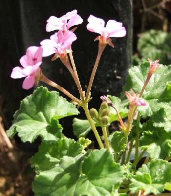 Pelargonium vanderwaltii in flower in cultivation.