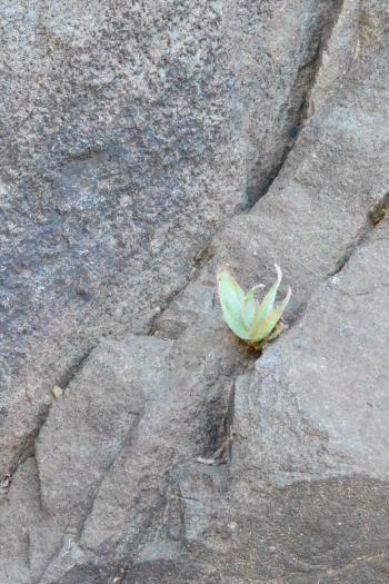 Aloe reynoldsii seedlings grow in rock crevices.