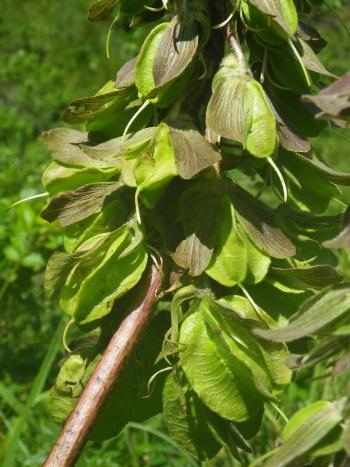 Melianthus villosus developing fruits (Curcu34, iSpot).