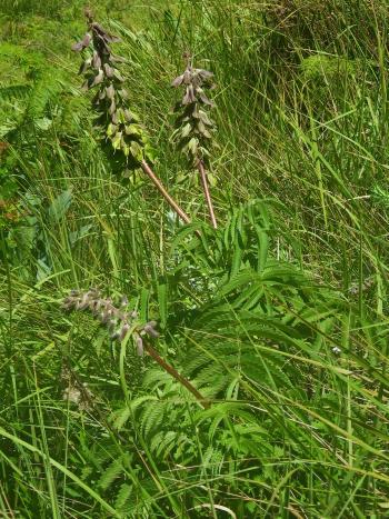 Melianthus villosus, The Crack, Royal Natal National Park (Curcu34, iSpot).