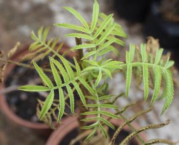 Melianthus villosus in the nursery, Free State NBG.