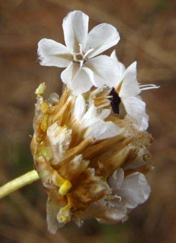 Ursinia nana fruiting head, showing 5 broad petal-like scales and 5 bristles at the tip of the pappus (Lize von Staden, iSpot)