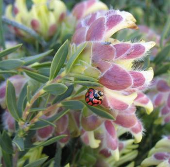 Liparia parva being visited by a ladybird (Marland Holderness).