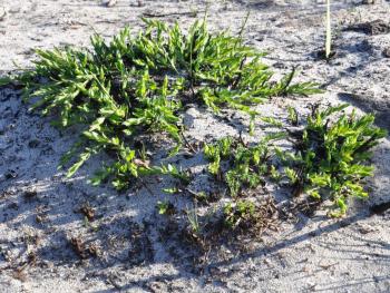 Liparia parva resprouting 2 months after a fire (Alice Notten).