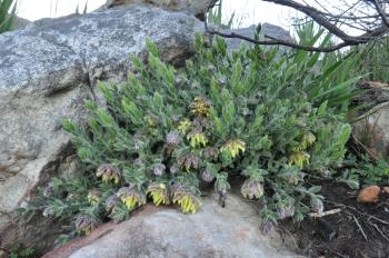 Liparia parva growing amongst rocks on Else Peak (Alice Notten).