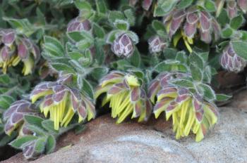 The beautiful fresh lemon yellow flowerheads of Liparia parva (Alice Notten).