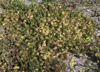 Liparia parva has a spreading, prostrate habit (Marland Holderness).