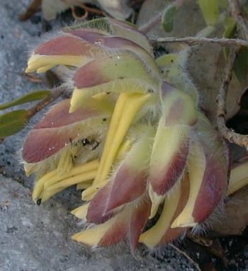 The pale flowers are pollinated by the Cape Spiny Mouse (Marland Holderness).