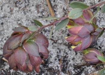 The nodding flower heads growing at ground level and the maroon bracts protecting the petals (Alice Notten).