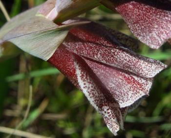 Gladiolus ecklonii (Peter Warren)