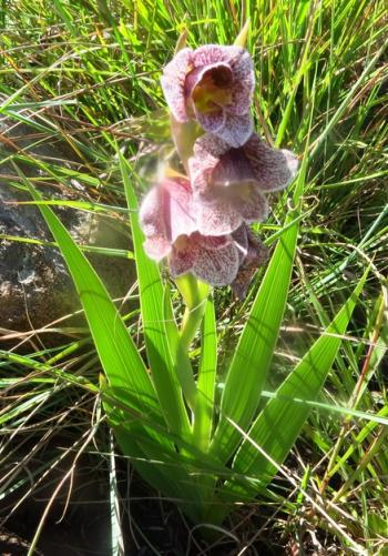 Gladiolus ecklonii (Peter Warren)