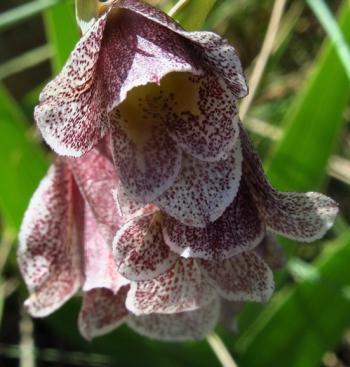 Gladiolus ecklonii (Peter Warren)