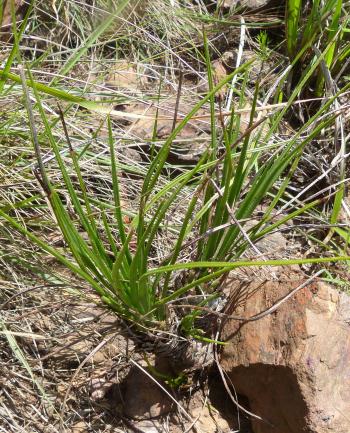 Aloe rouxii growing in habitat on an upper slope of a mountain, at altitude of 1 000 m.