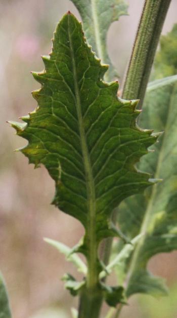 Leaf of Senecio gerrardii.