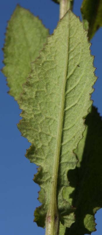 Upper leaf of Senecio gerrardii.