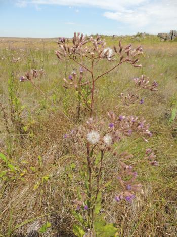 Senecio gerrardii in the Verlorenvlei wetland.