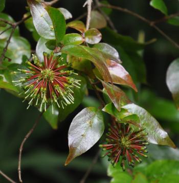 Cephalanthus natalensis, tubular flowers in pompon-like heads (Alice Notten).