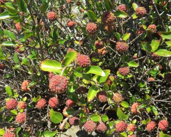 Cephalanthus natalensis, reddish, pinkish or whitish fruits ripen in mid to late summer.