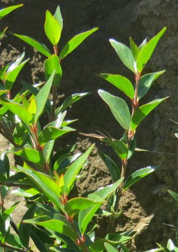 Cephalanthus natalensis, foliage.