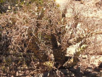 Pelargonium paniculatum, deciduous in summer.