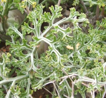 Pelargonium paniculatum, pale green, narrow, fairly hard leaves.