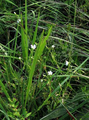 Cerastium arabidis in habitat (Kate Braun).