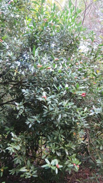 Acokanthera oblongifolia, in Kirstenbosch.