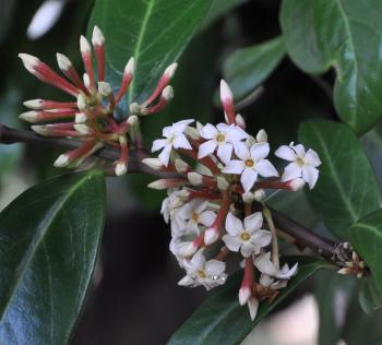 Acokanthera oblongifolia, flowers are sweetly scented.