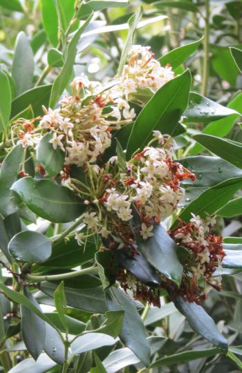 Acokanthera oblongifolia, flowers in dense clusters in spring to early summer.