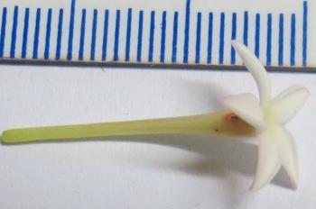 Acokanthera oblongifolia, slender corolla tube up to 20 mm long.