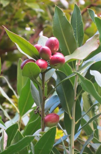 Acokanthera oblongifolia, fruits are red to purplish, black when ripe, on the bush from spring to autumn.