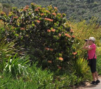 A 25 year old specimen of Protea roupelliae subsp. hamiltonii, in Kirstenbosch (Alice Notten).