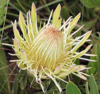 Protea roupelliae subsp. hamiltonii, flowering in habitat (Brian du Preez).