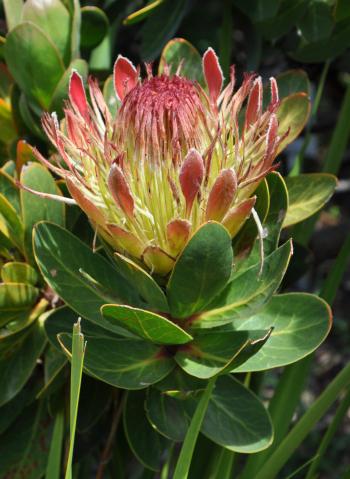 Protea roupelliae subsp. hamiltonii, flowering in Kirstenbosch NBG (Alice Notten).