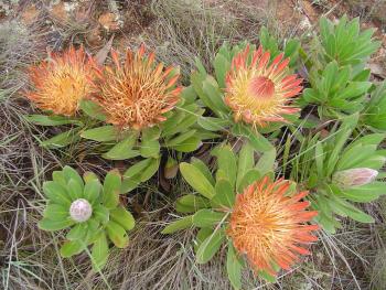 Protea roupelliae subsp. hamiltonii, in habitat (Charles Hopkins).