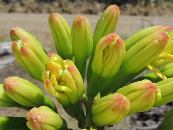 Agave americana, flowers in bud.