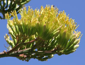 Agave americana, flowers in panicles.