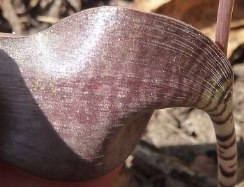 Ledebouria papillata, lower leaf surface, showing red colour and rows of papillae. 