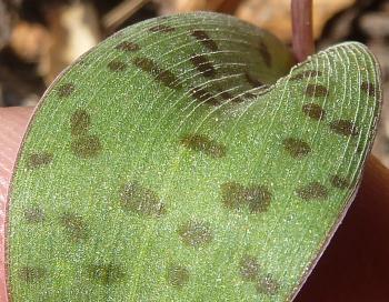 Ledebouria papillata, upper leaf surface, showing rows of papillae. 