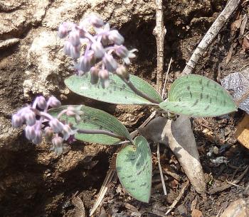 Ledebouria papillata, typically plants have 2 leaves and occur in small clusters of 2-5 bulbs.